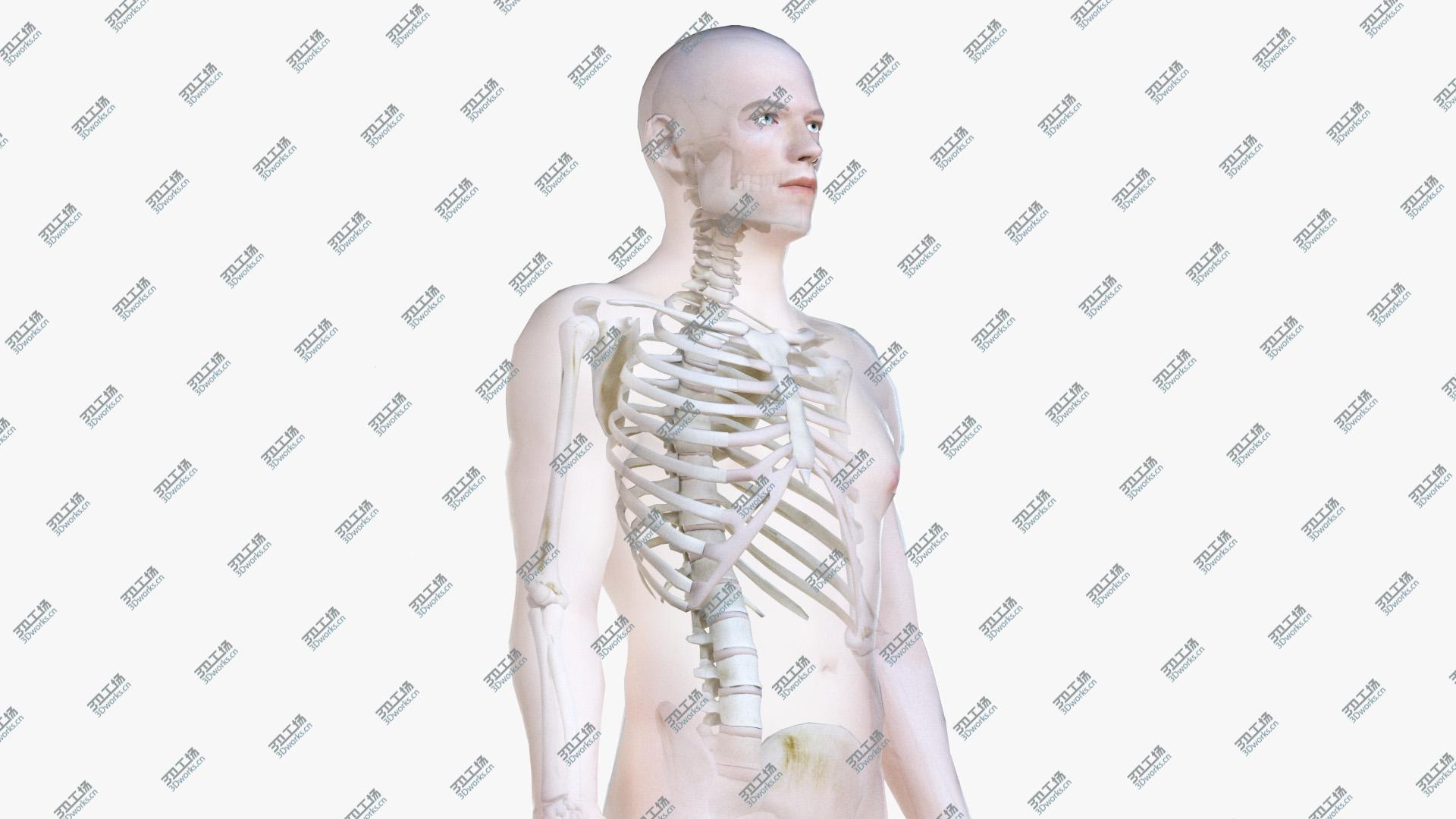images/goods_img/202104093/3D Male Body and Skeleton (Low Poly) model/1.jpg